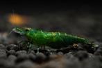 Jade Green neocardina garnaal OP=OP, Dieren en Toebehoren, Vissen | Aquariumvissen, Kreeft, Krab of Garnaal, Zoetwatervis, Schoolvis
