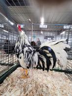 Haan bonté leghorn, Dieren en Toebehoren