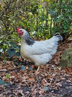 Koppel kippen zoekt goede thuis, Animaux & Accessoires, Volatiles