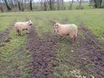 2 drachtige ooien, Dieren en Toebehoren, Schapen, Geiten en Varkens, Meerdere dieren, Schaap