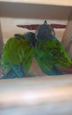 Couple de conure reproducteur, Animaux & Accessoires, Oiseaux | Perruches & Perroquets, Perruche