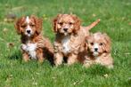 Cavapoo pups te koop, Dieren en Toebehoren, Honden | Chihuahua's en Gezelschapshonden, CDV (hondenziekte), Meerdere, Meerdere dieren