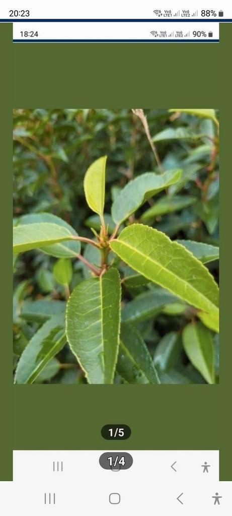 Grote kortingen op portugese laurierhaag potgekweekt, Tuin en Terras, Planten | Fruitbomen, In pot, Ophalen of Verzenden