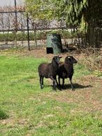 Kameroen schapen, Dieren en Toebehoren