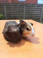 Cavia's, Juni, Mannelijk, Cavia