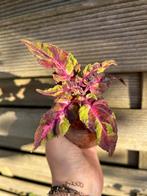 Coleus / siernetel, Tuin en Terras, Ophalen of Verzenden