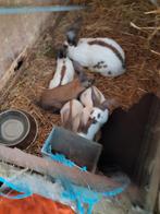 Jonge konijnen, Dieren en Toebehoren, Konijnen