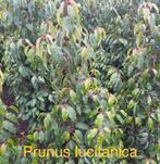 Prunus lusitanica angustifolia!, Tuin en Terras, Planten | Struiken en Hagen, Ophalen, Taxus