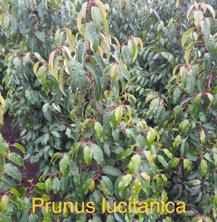 Prunus lusitanica angustifolia!, Tuin en Terras, Planten | Struiken en Hagen, Taxus, Ophalen