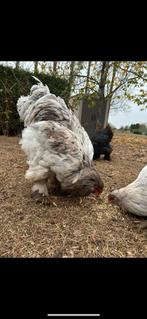 Brahma haan, Dieren en Toebehoren, Pluimvee