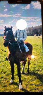 D pony 14 jaar zadelmak, Enlèvement