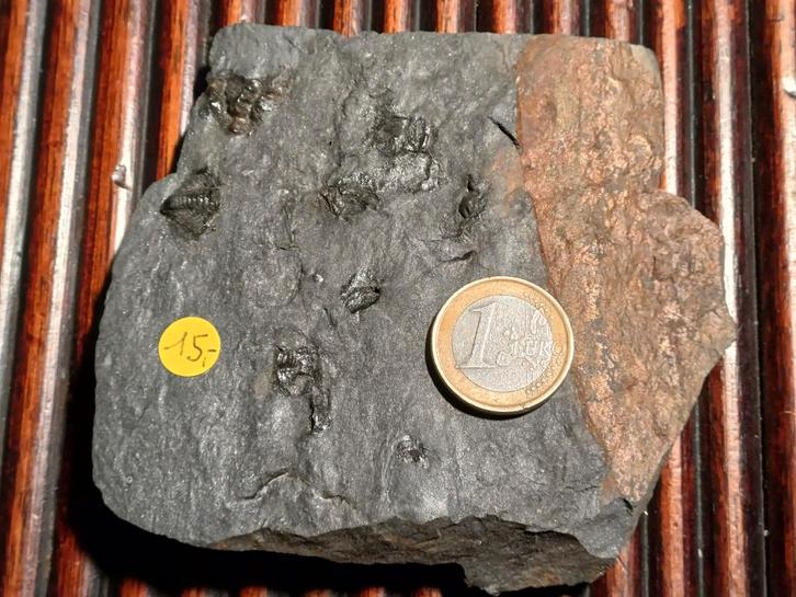 Fossiele trilobieten in natuurlijke matrix - Frankrijk, Verzamelen, Mineralen en Fossielen, Fossiel, Ophalen of Verzenden