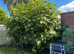 Vijgenboom Brown Turkey, Tuin en Terras, Ophalen