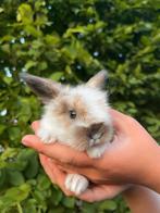Super lieve Nederlandse dwerg hangoortjes (Ndh)