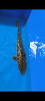 Koi te koop, Dieren en Toebehoren, Karper of Koi