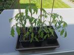 tomatenplant, Tuin en Terras, Planten | Tuinplanten, Zomer, Ophalen, Groenteplanten, Eenjarig