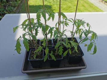 tomatenplant