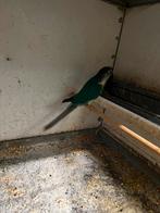 1 jonge pyrrhura, Dieren en Toebehoren, Vogels | Parkieten en Papegaaien, Geslacht onbekend, Parkiet, Geringd