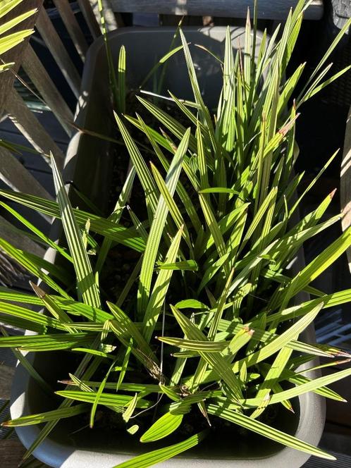 Chamearops Humilis zaailingen, Tuin en Terras, Planten | Tuinplanten, Vaste plant, Overige soorten, Volle zon, Ophalen of Verzenden