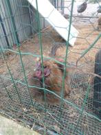 Zijdehoen choco kriel haantjes, Dieren en Toebehoren