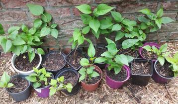 witte seringen in pot (13 planten), Tuin en Terras, Planten | Tuinplanten, Volle zon, Vaste plant, Lente, Ophalen