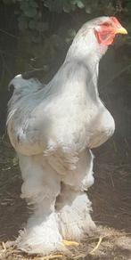 Brahma TT kwaliteit, Dieren en Toebehoren