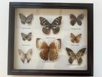Opgezette echte vlinders in kader -taxidermie, Antiek en Kunst, Kunst | Overige Kunst, Ophalen