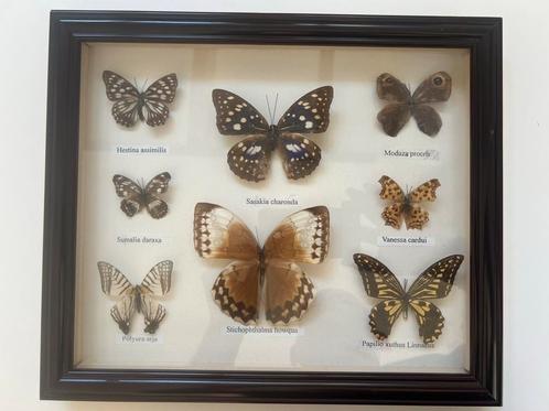 Opgezette echte vlinders in kader -taxidermie, Antiek en Kunst, Kunst | Overige Kunst, Ophalen