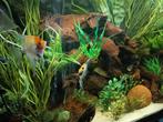 maanvissen en andere, Dieren en Toebehoren, Vissen | Aquariumvissen, Vis, Zoetwatervis