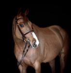 Springpaard 9-jarige merrie met internationale ervaring, Dieren en Toebehoren, Paarden, Merrie