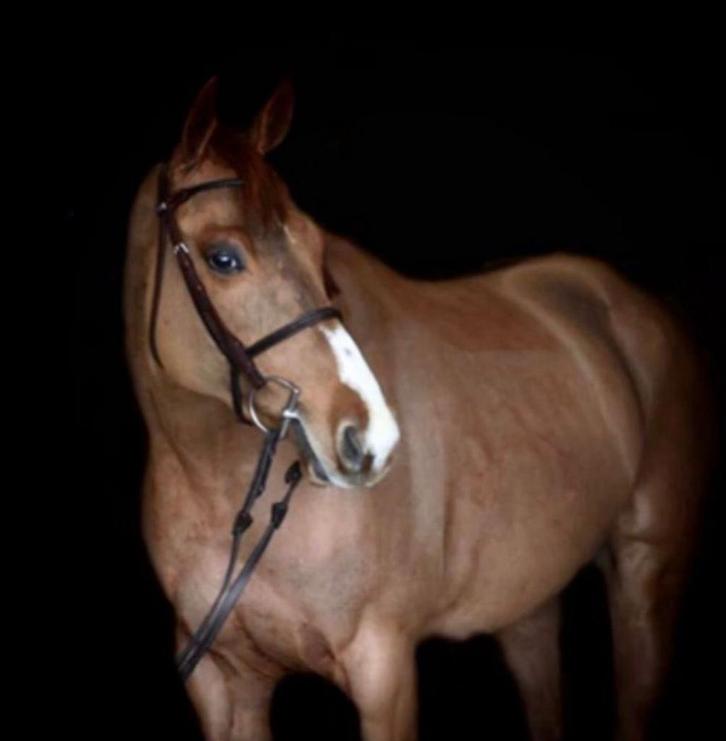 Springpaard 9-jarige merrie met internationale ervaring, Dieren en Toebehoren, Paarden, Merrie