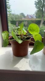 Pannenkoeken plant, Ophalen