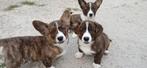 Prachtige welsh corgi pups, België, Fokker | Hobbymatig, Overige rassen, CDV (hondenziekte)