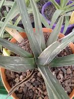 agave victoria regiena, Tuin en Terras, Planten | Tuinplanten, Ophalen