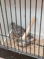 Chinese kwartels 2025, Dieren en Toebehoren, Vogels | Overige Vogels