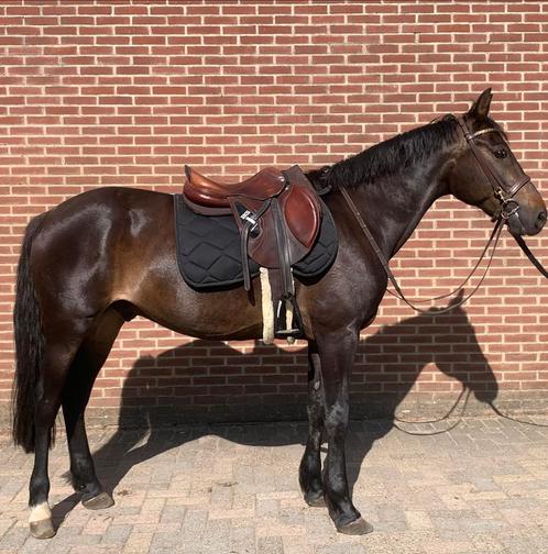 Lieve brave ruin, Dieren en Toebehoren, Paarden, Ruin