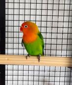 Dwergpapegaai agapornis fischeri, Dieren en Toebehoren, Geringd