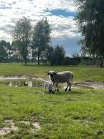 Walliser ram, Dieren en Toebehoren, Schapen, Geiten en Varkens