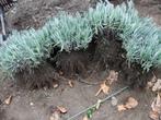 dikke bossen lavendel uit volle grond v.a 1.20€, Ophalen