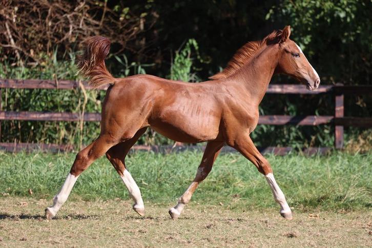 Hengstveulen uit internationale springstam, Dieren en Toebehoren, Paarden, Hengst, Z