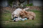 Maltipoo pups, Dieren en Toebehoren, België, Maltezer, Reu, CDV (hondenziekte)