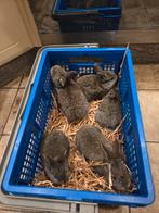 Jonge Vlaamse reuzen, Dieren en Toebehoren, Konijnen