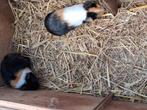 Beertjes/zuigjes., Dieren en Toebehoren, Mei, Geslacht onbekend, Cavia