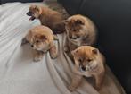 op boerderij gekweekte shiba inu puppy's beschikbaar, Dieren en Toebehoren, België, Fokker | Hobbymatig, Overige rassen, CDV (hondenziekte)