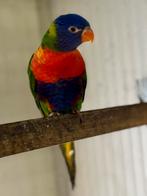 Mooie jonge lori van de blauwe bergen (pop), Dieren en Toebehoren, Vogels | Parkieten en Papegaaien, Geringd