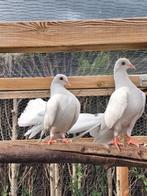 Koppel jonge pauwstaarten, Dieren en Toebehoren, Vogels | Duiven