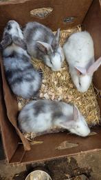 Duitse reuzen, Dieren en Toebehoren