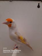 Mayor putters grand format, Animaux & Accessoires