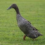 Gezocht: blauwe loopeend hen, Dieren en Toebehoren, Vrouwelijk, Eend