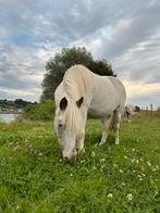 Weidemaatje gezocht, Dieren en Toebehoren, Weidegang, 1 paard of pony